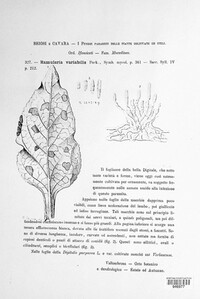 Ramularia variabilis image